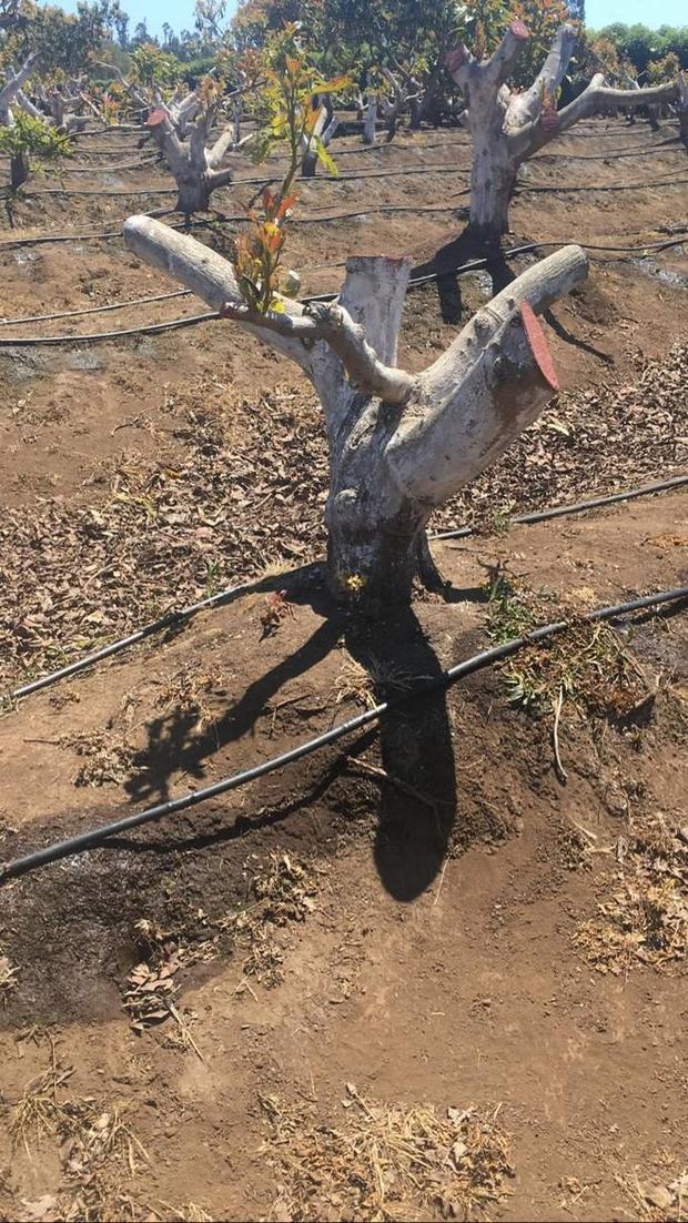 Riego tecnificado por goteo en la base de una planta
